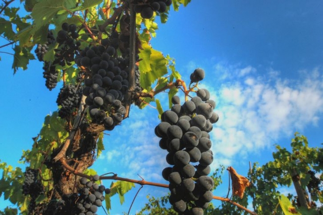 racimos de uva negra